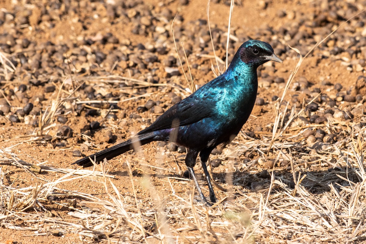 Burchell's Starling - ML623517554