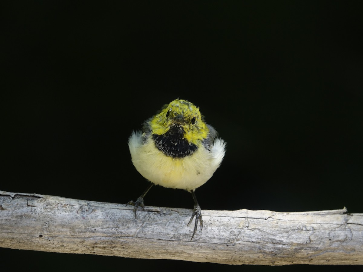 Hermit Warbler - ML623517557