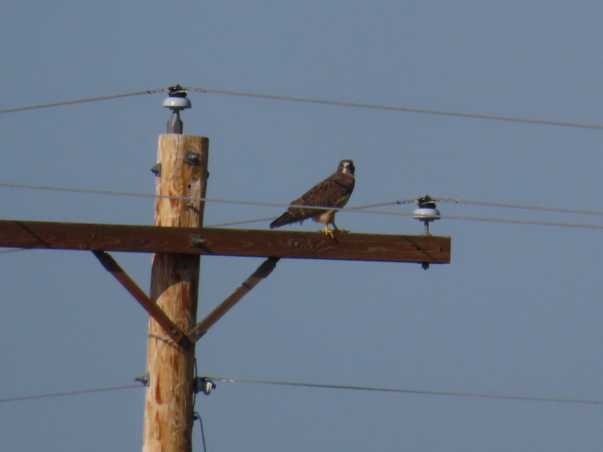 Swainson's Hawk - ML623517683