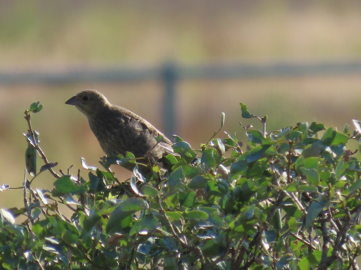 Brown-headed Cowbird - ML623517692