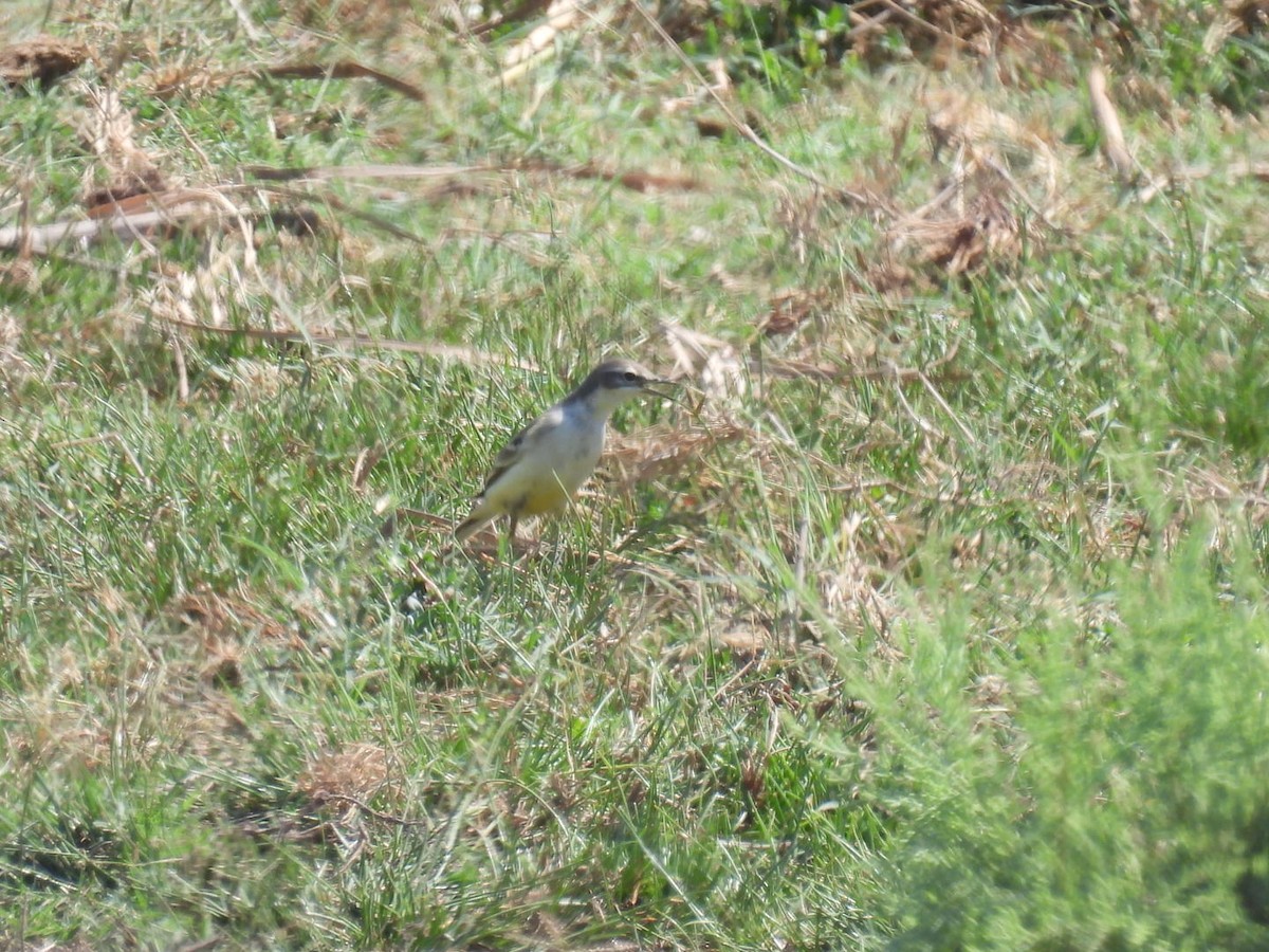 Western Yellow Wagtail - ML623517716