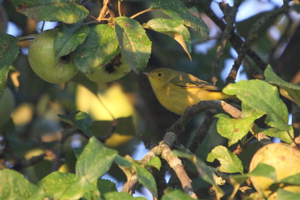 Yellow Warbler (Northern) - ML623517720