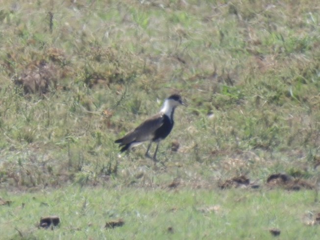 Spur-winged Lapwing - ML623517727