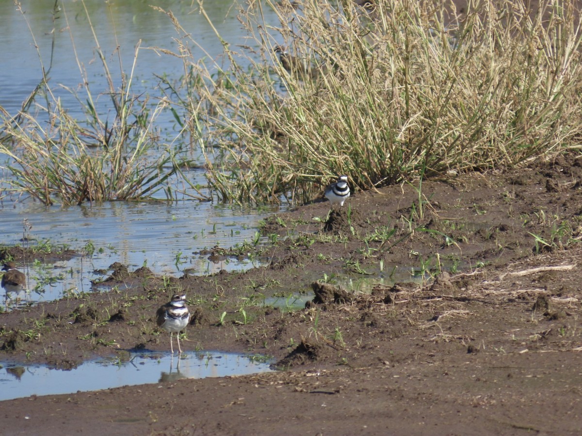 Killdeer - ML623517729