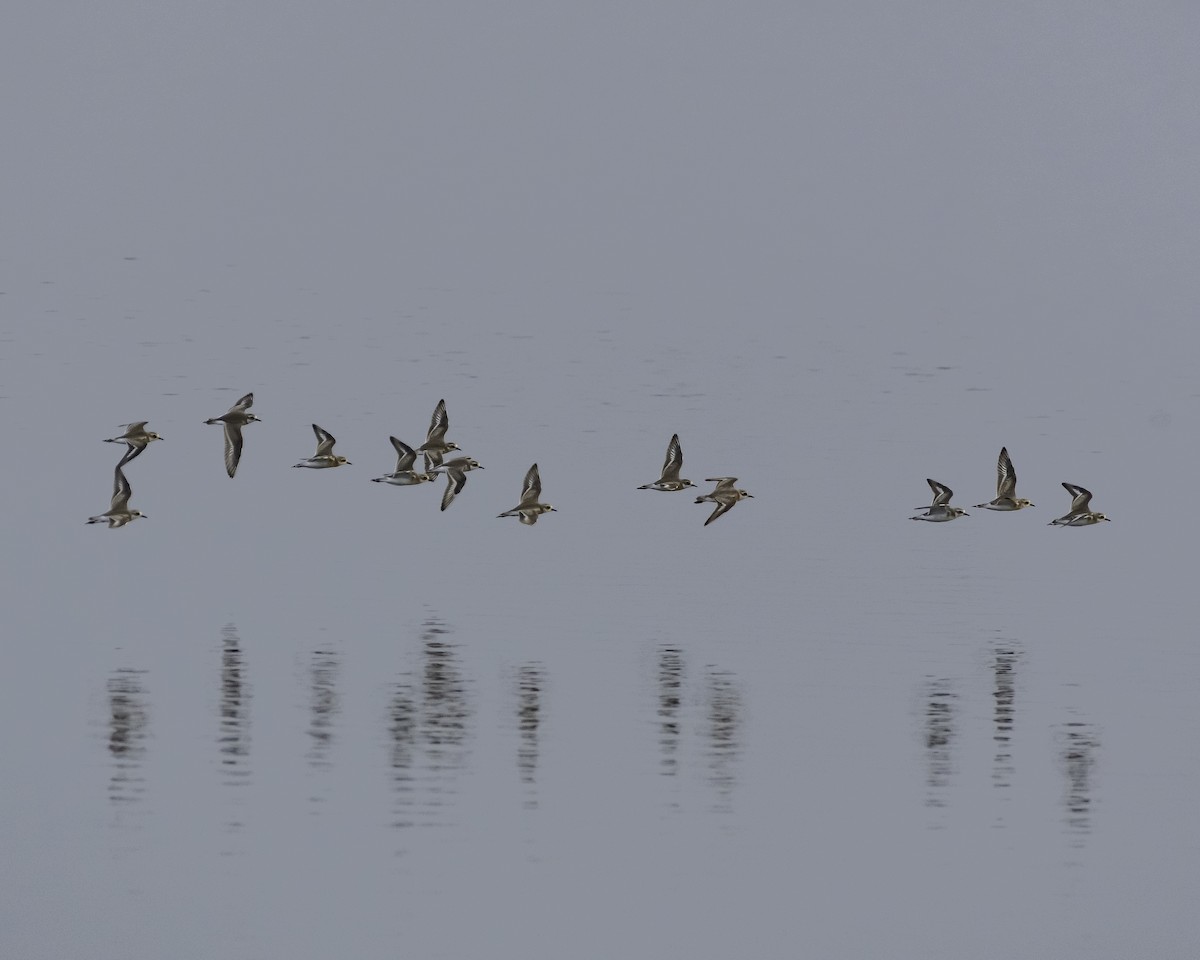 Tibetan Sand-Plover - ML623517785