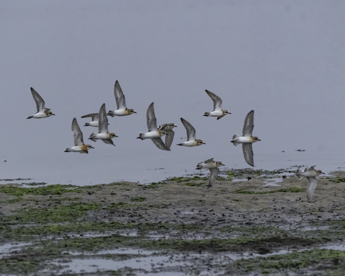 Tibetan Sand-Plover - ML623517786