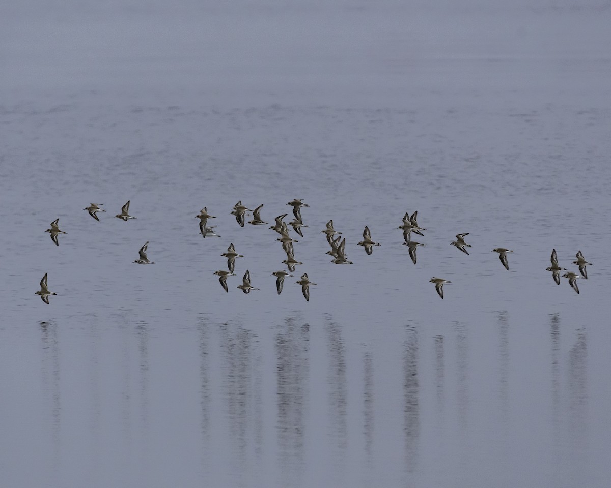 Tibetan Sand-Plover - ML623517787