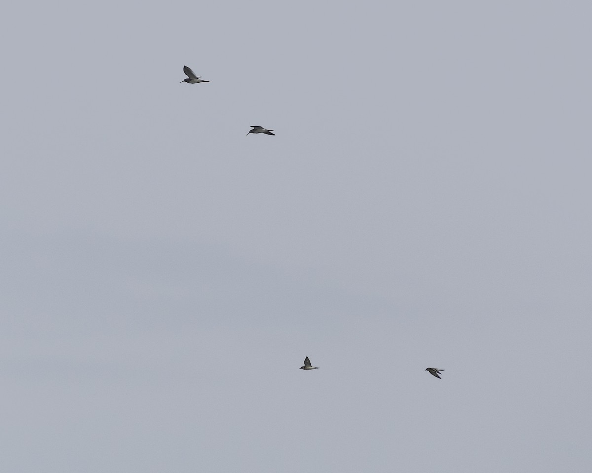 Common Redshank - ML623517790