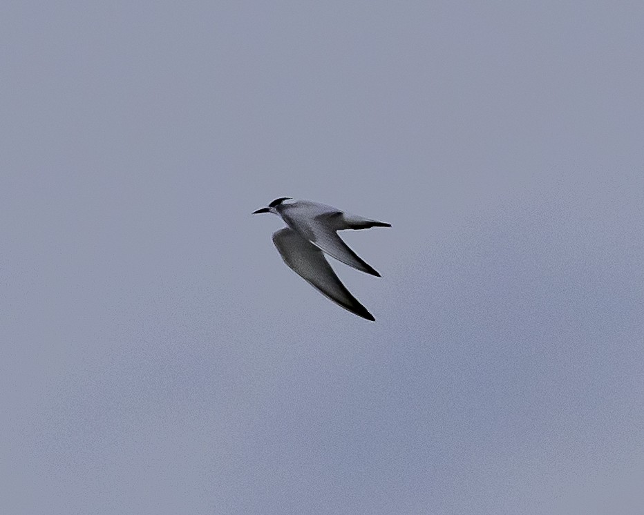 Whiskered Tern - ML623517792