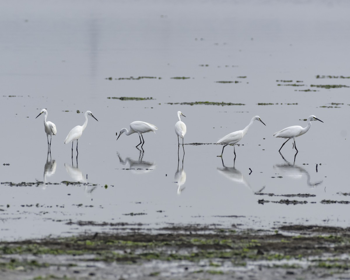 Little Egret - ML623517795