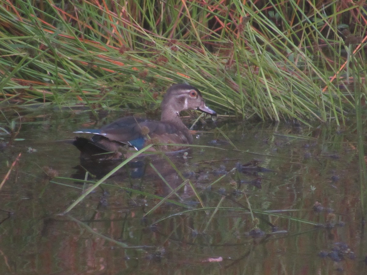 Wood Duck - ML623517821