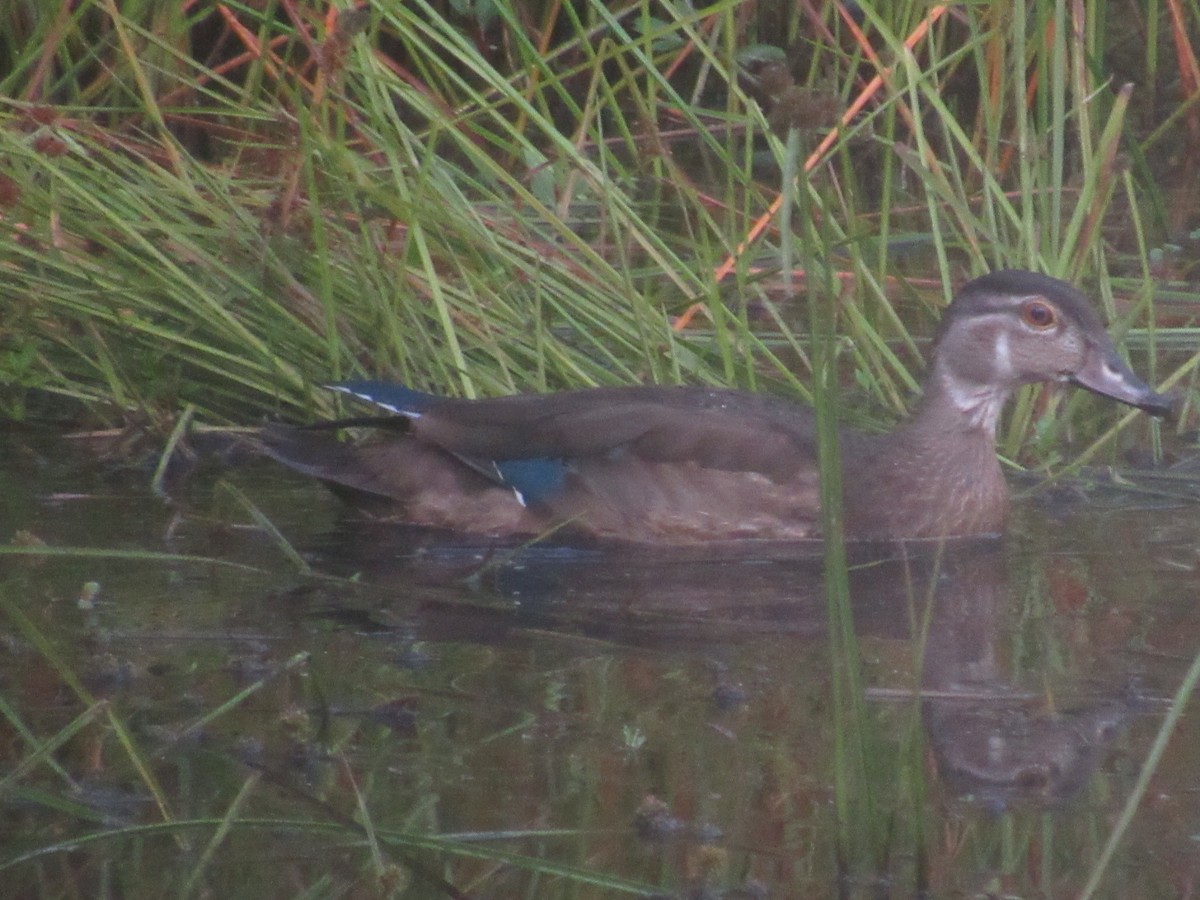 Wood Duck - ML623517822