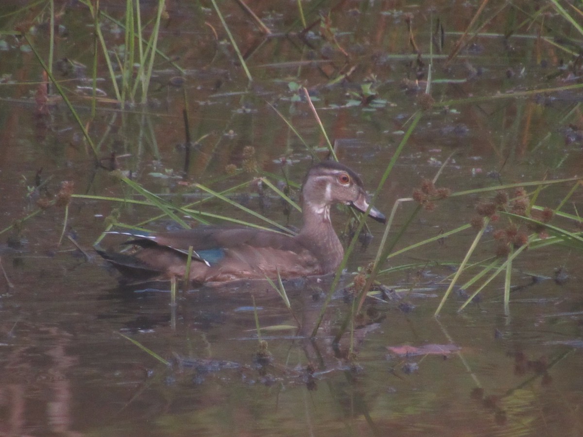 Wood Duck - ML623517823