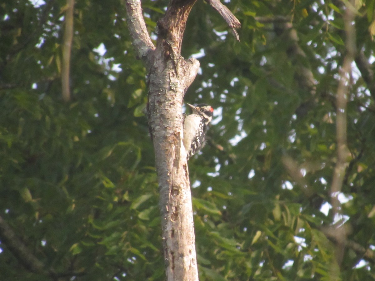 Hairy Woodpecker - ML623517832