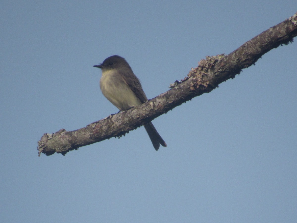 Eastern Phoebe - ML623517843