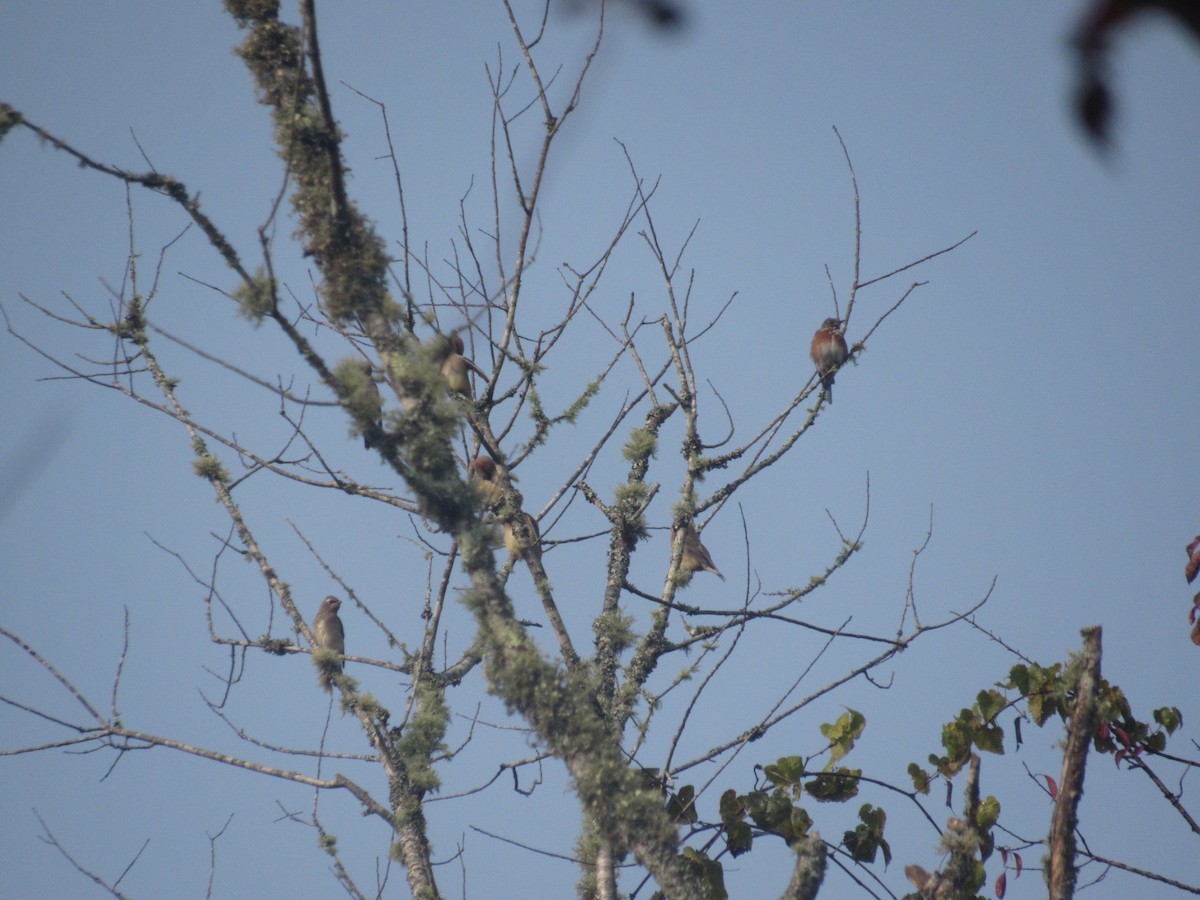 Eastern Bluebird - ML623517845
