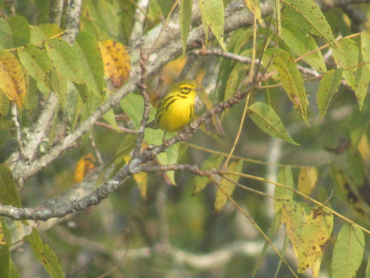 Prairie Warbler - ML623517853