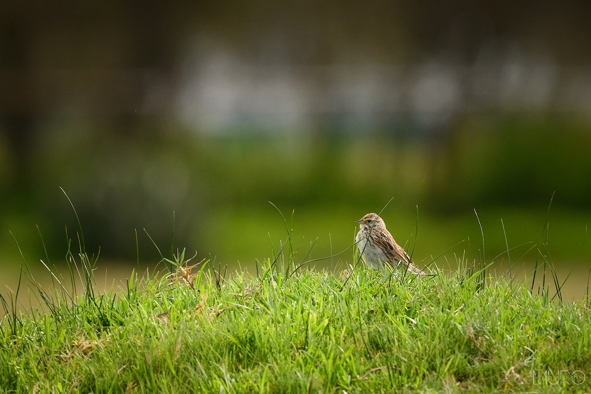 Savannah Sparrow - ML623517856