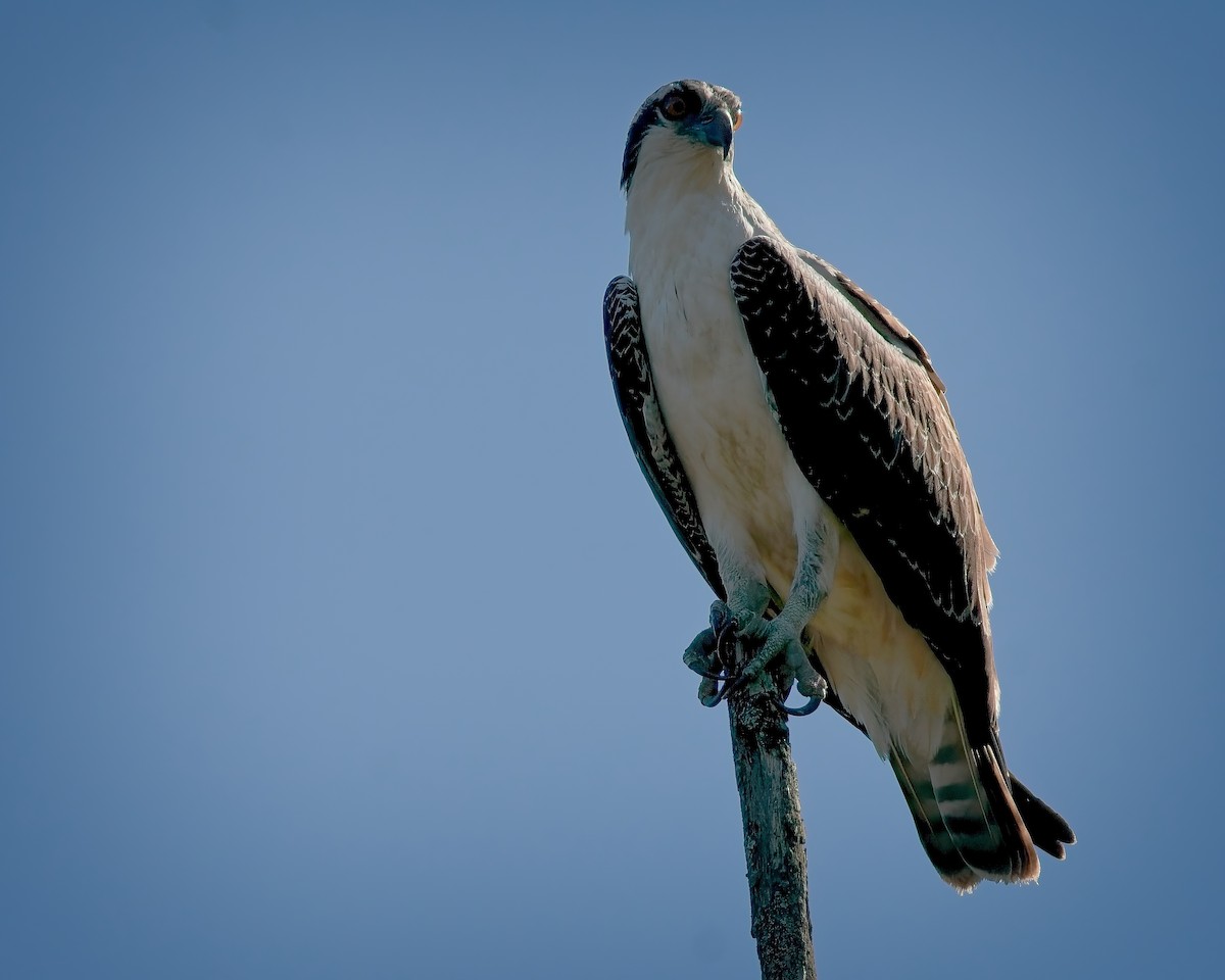Osprey - Jim Swartwood