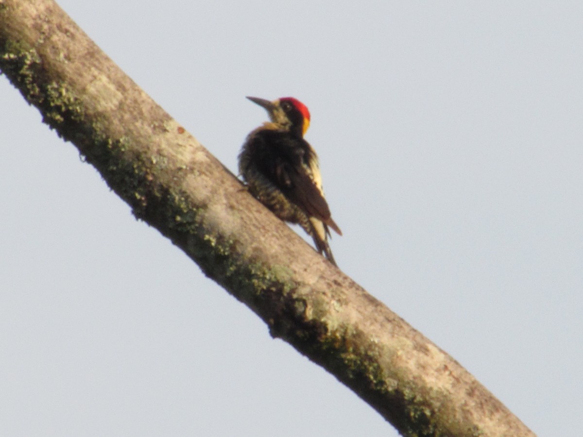 Beautiful Woodpecker - ML623517897