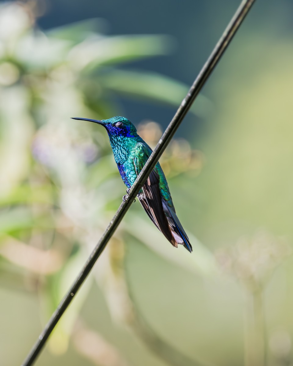 Sparkling Violetear - ML623517904