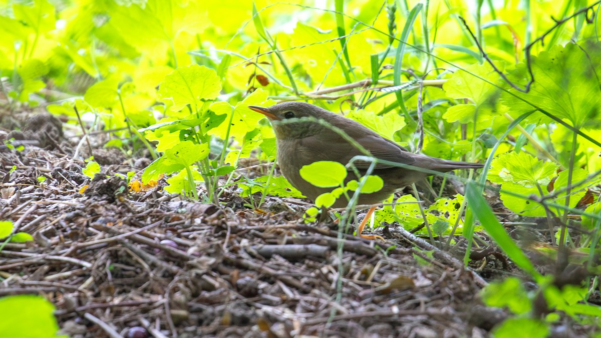 Chinese Bush Warbler - ML623517935