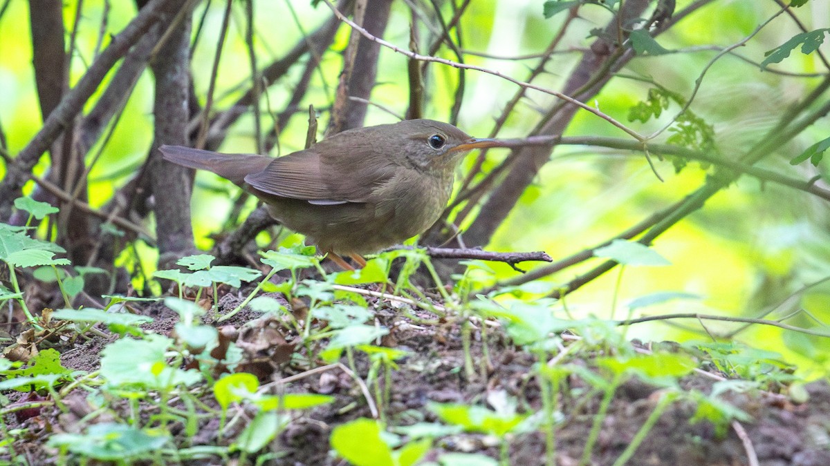 Chinese Bush Warbler - ML623517936