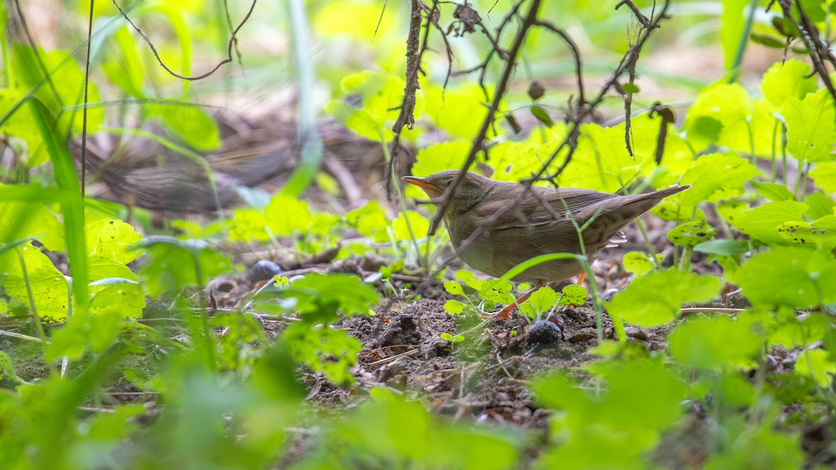 Chinese Bush Warbler - ML623517937