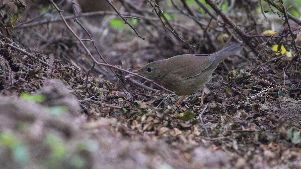 Chinese Bush Warbler - ML623517938