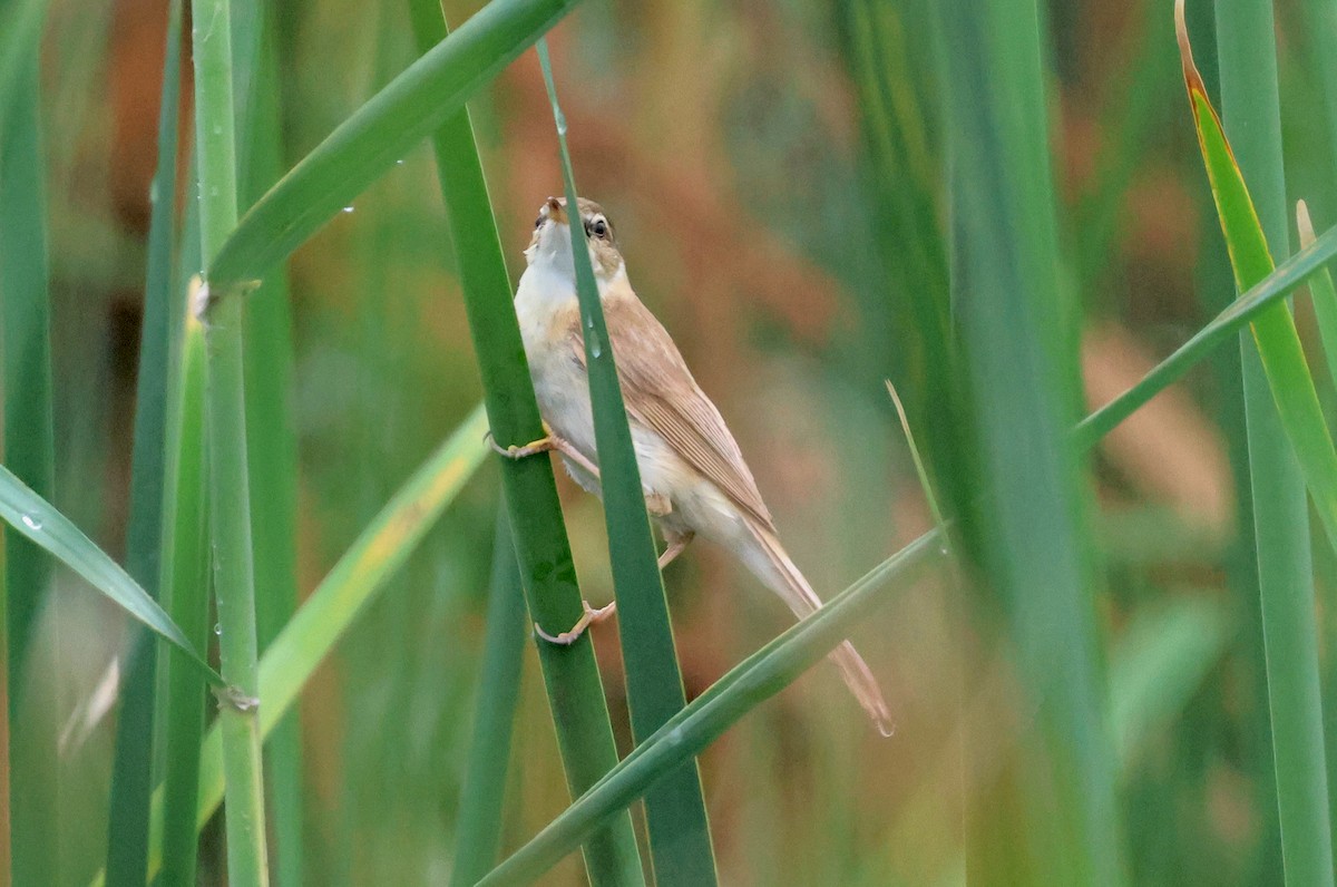 Paddyfield Warbler - ML623517948