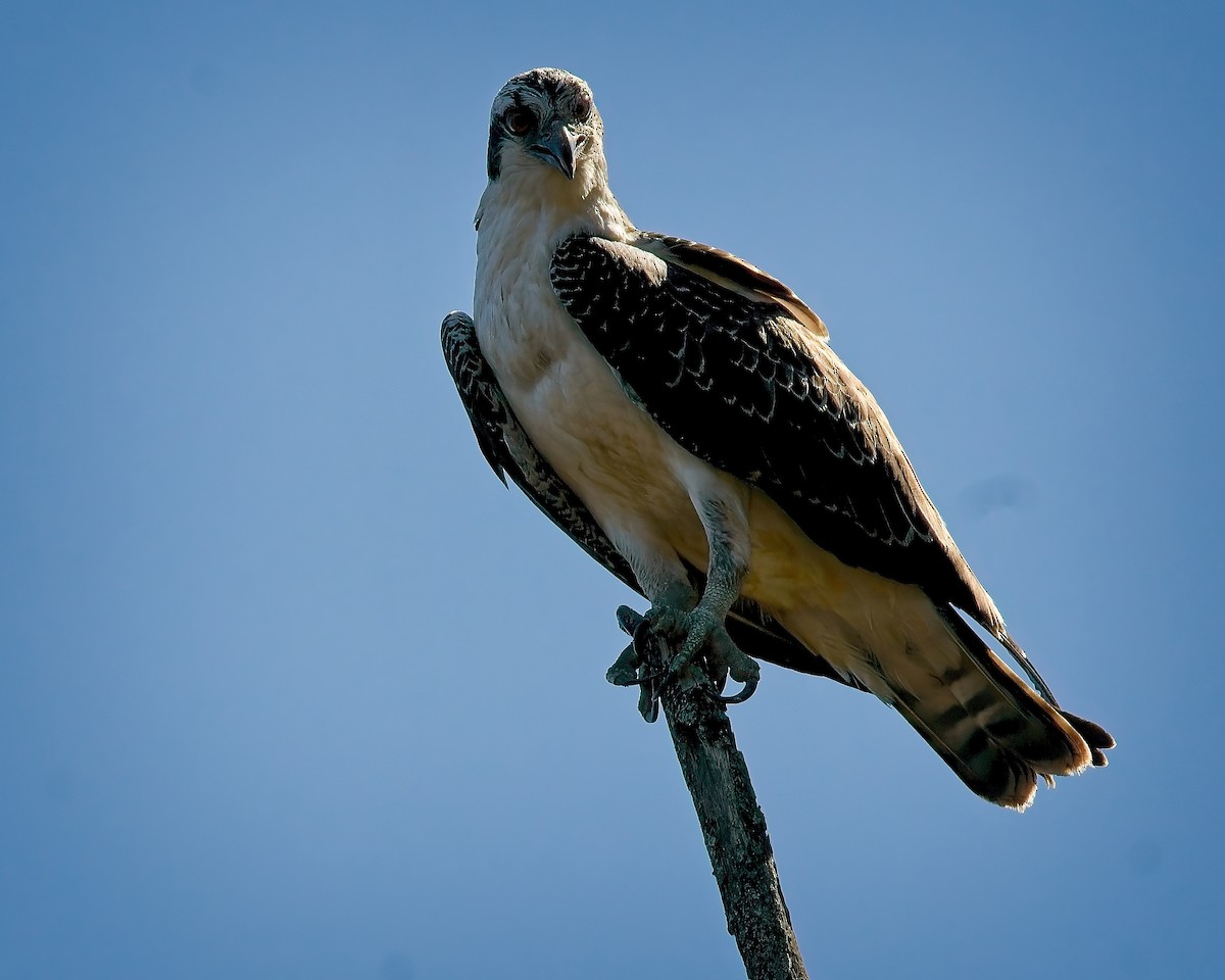 Osprey - Jim Swartwood