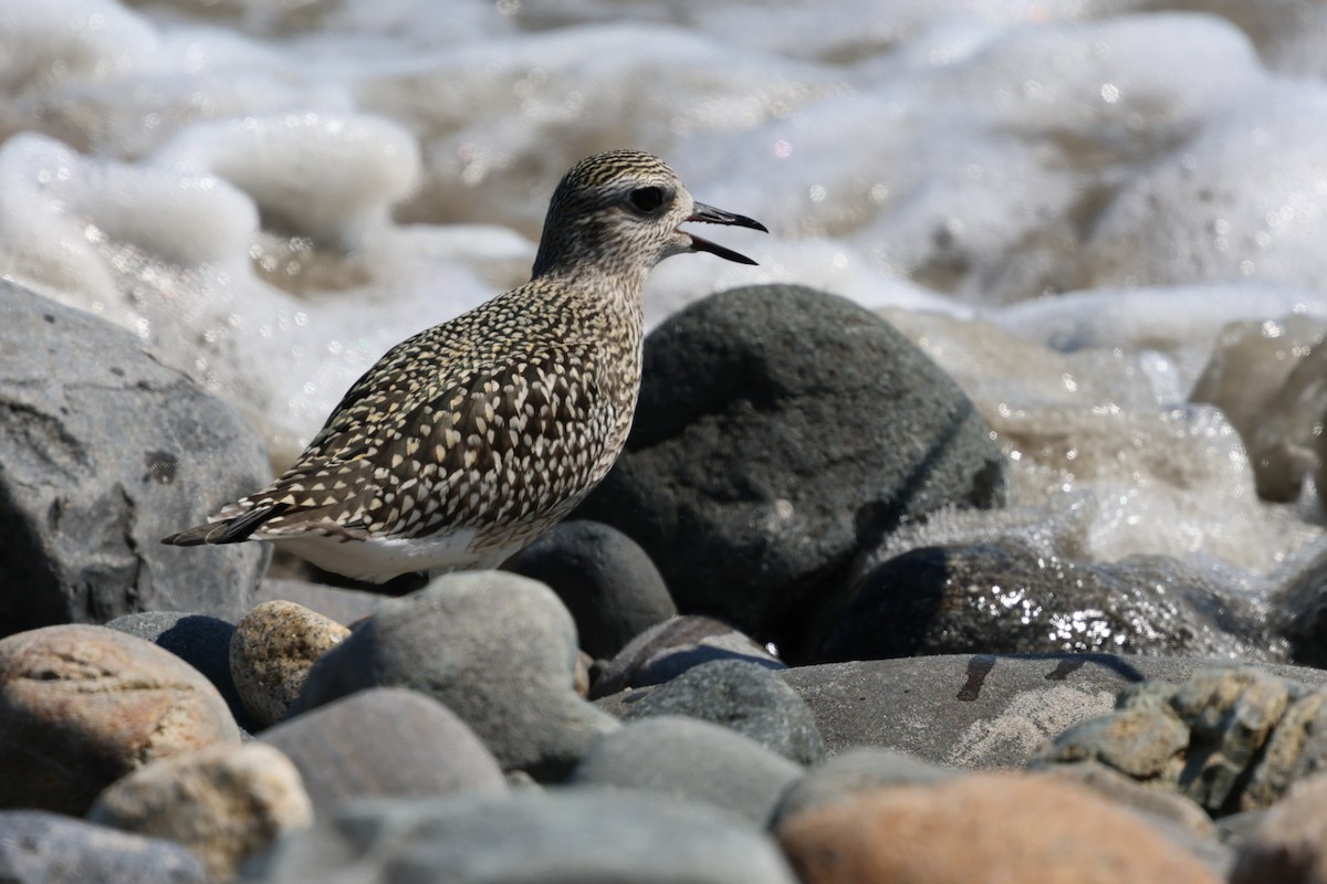 Black-bellied Plover - ML623518056