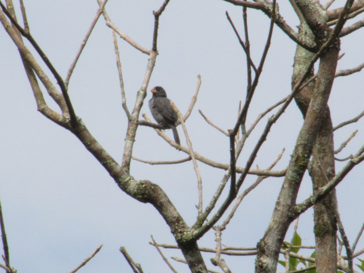 Gray Seedeater - ML623518108