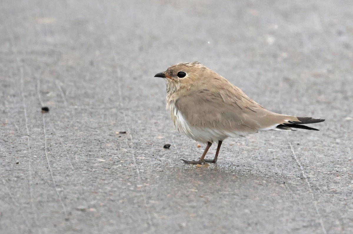 Small Pratincole - PANKAJ GUPTA