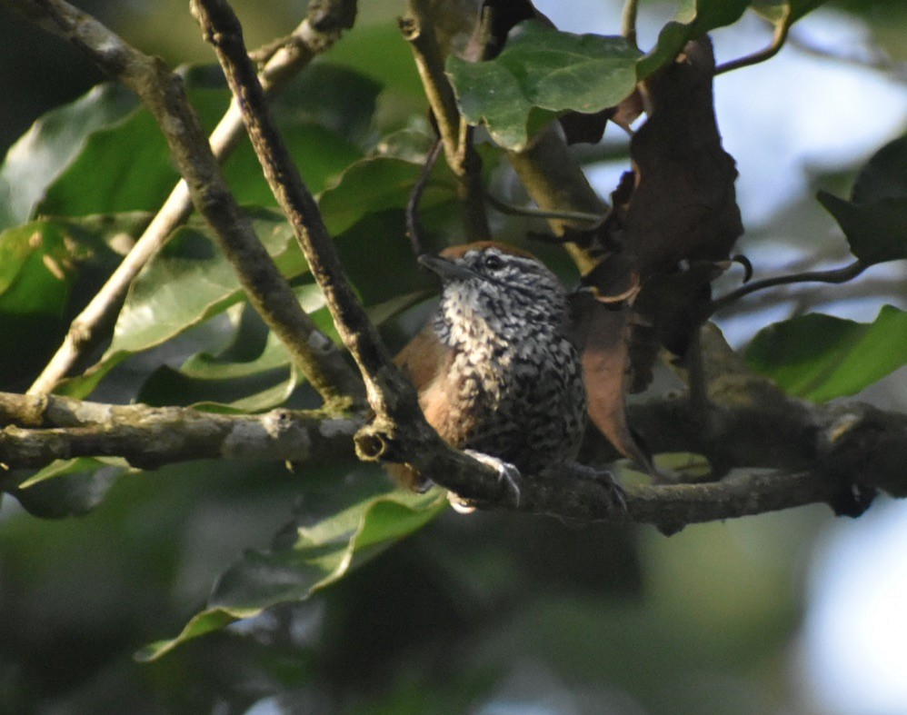 Spot-breasted Wren - ML623518152