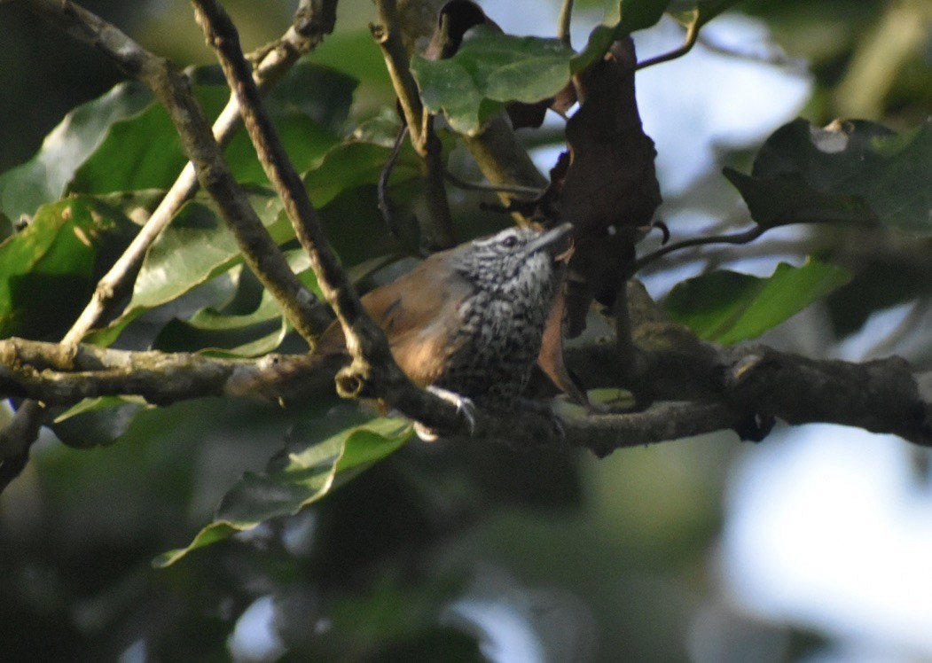 Spot-breasted Wren - ML623518153