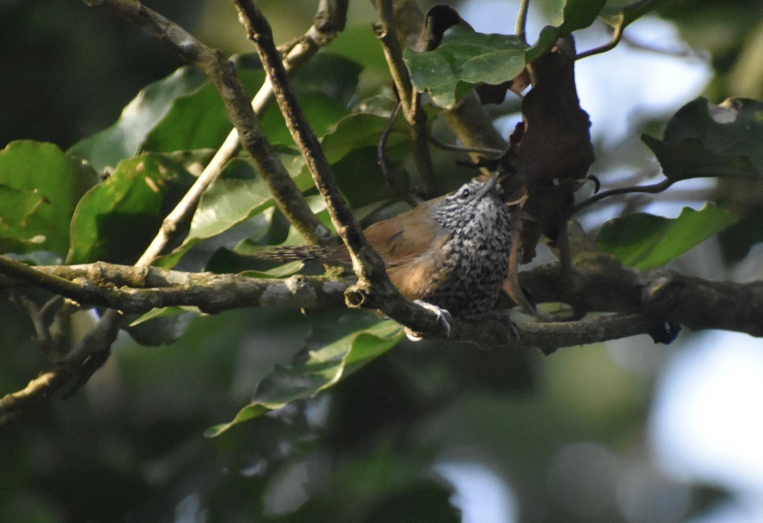 Spot-breasted Wren - ML623518154