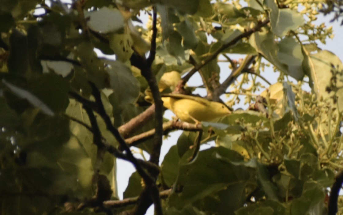 Yellow Warbler - ML623518160