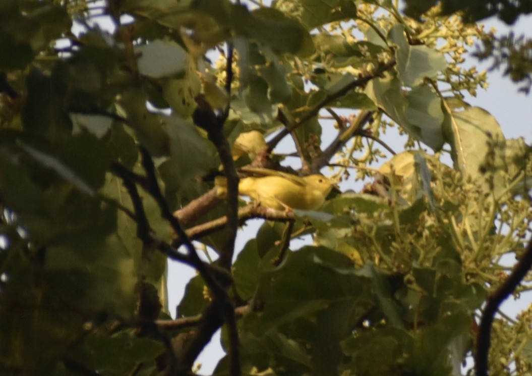 Yellow Warbler - Carlos G Vasquez C