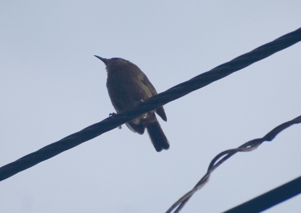 House Wren - ML623518164