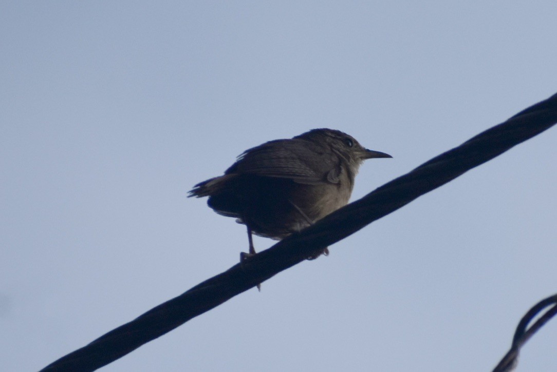 House Wren - ML623518165