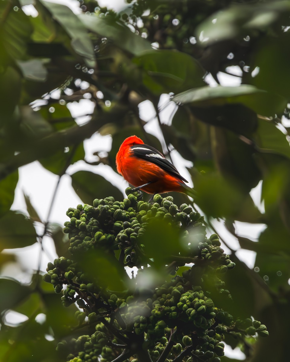 White-winged Tanager - ML623518166