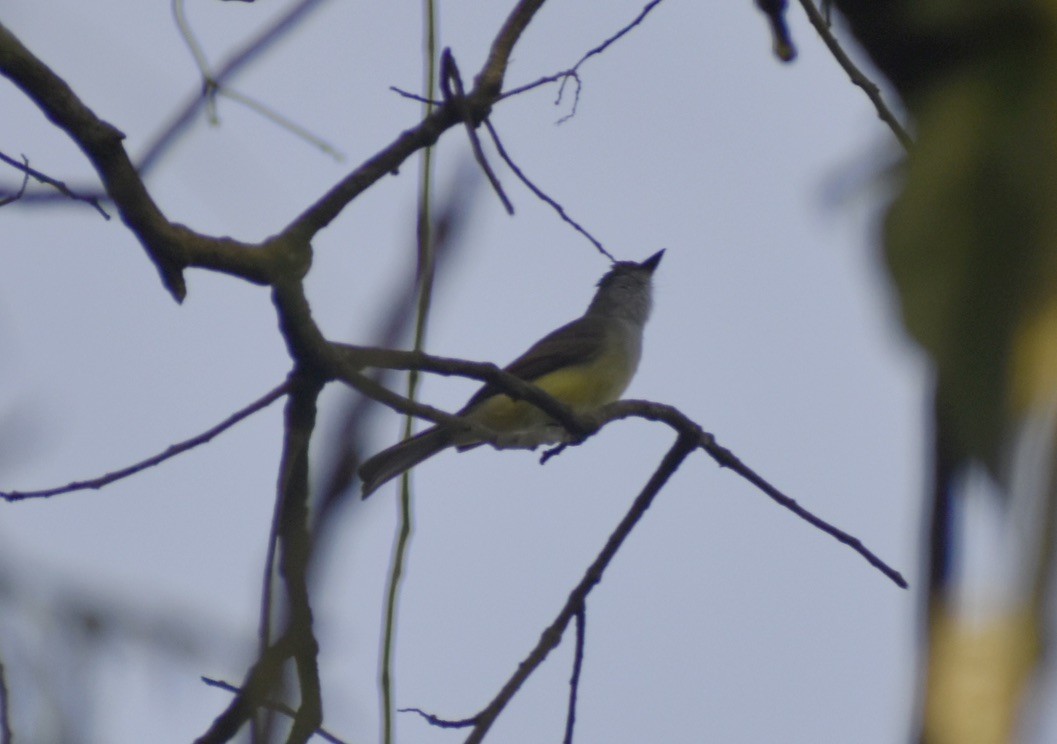 Dusky-capped Flycatcher - ML623518181