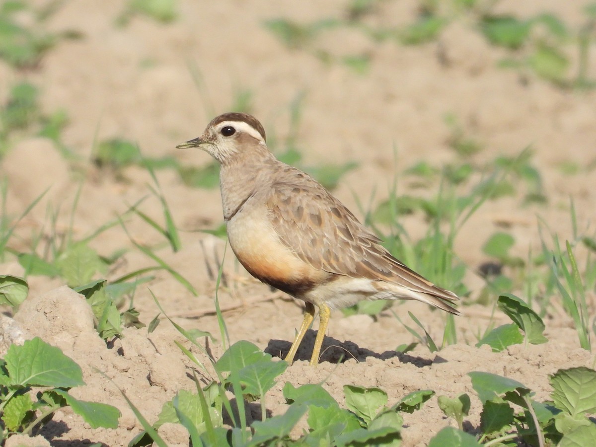 Chorlito Carambolo - ML623518187