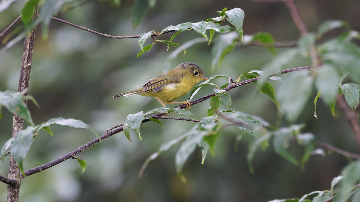 Bianchi's Warbler - Hai HUANG