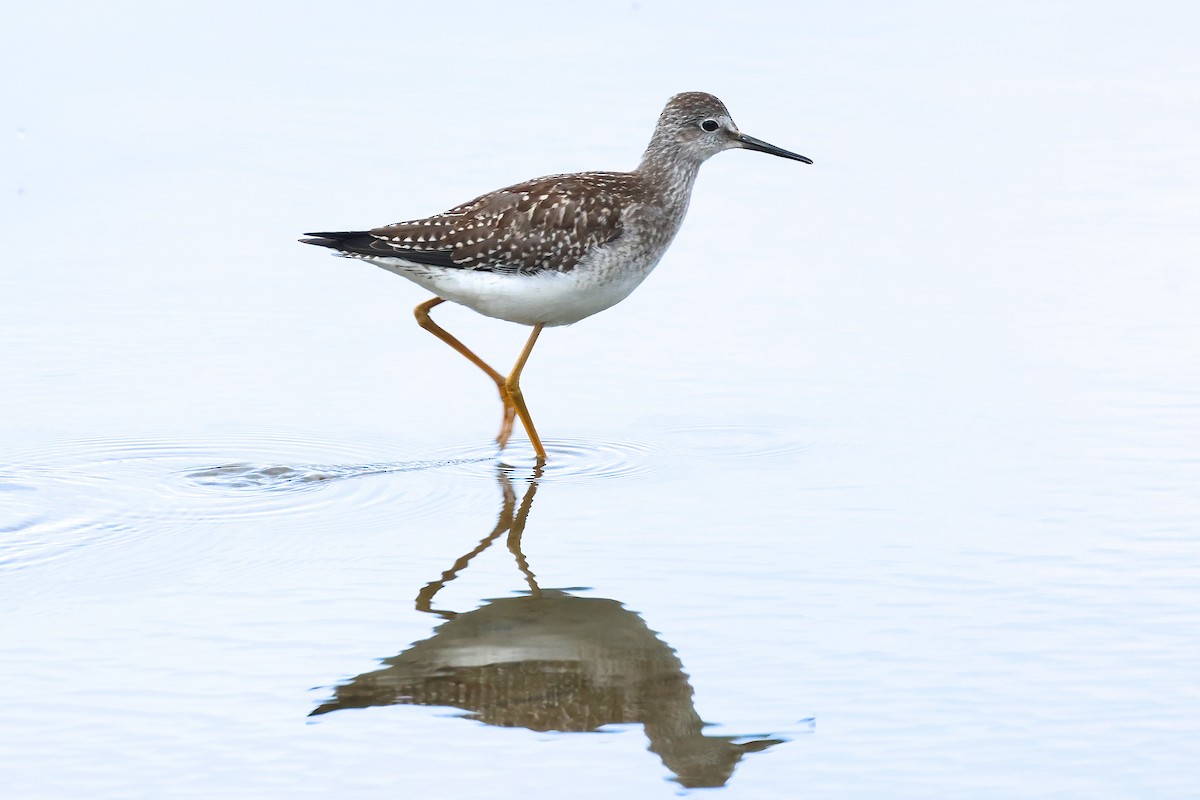 Lesser Yellowlegs - ML623518204