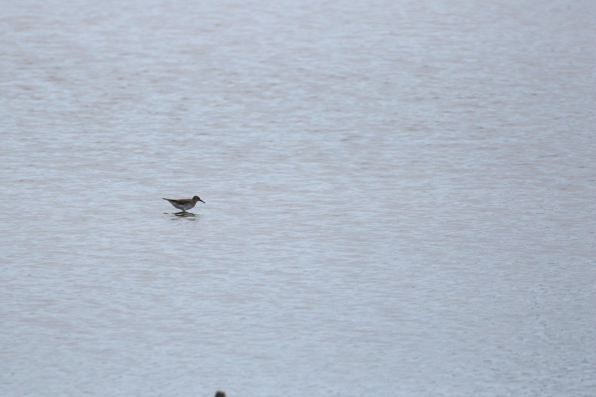 White-rumped Sandpiper - Gabriel Foley