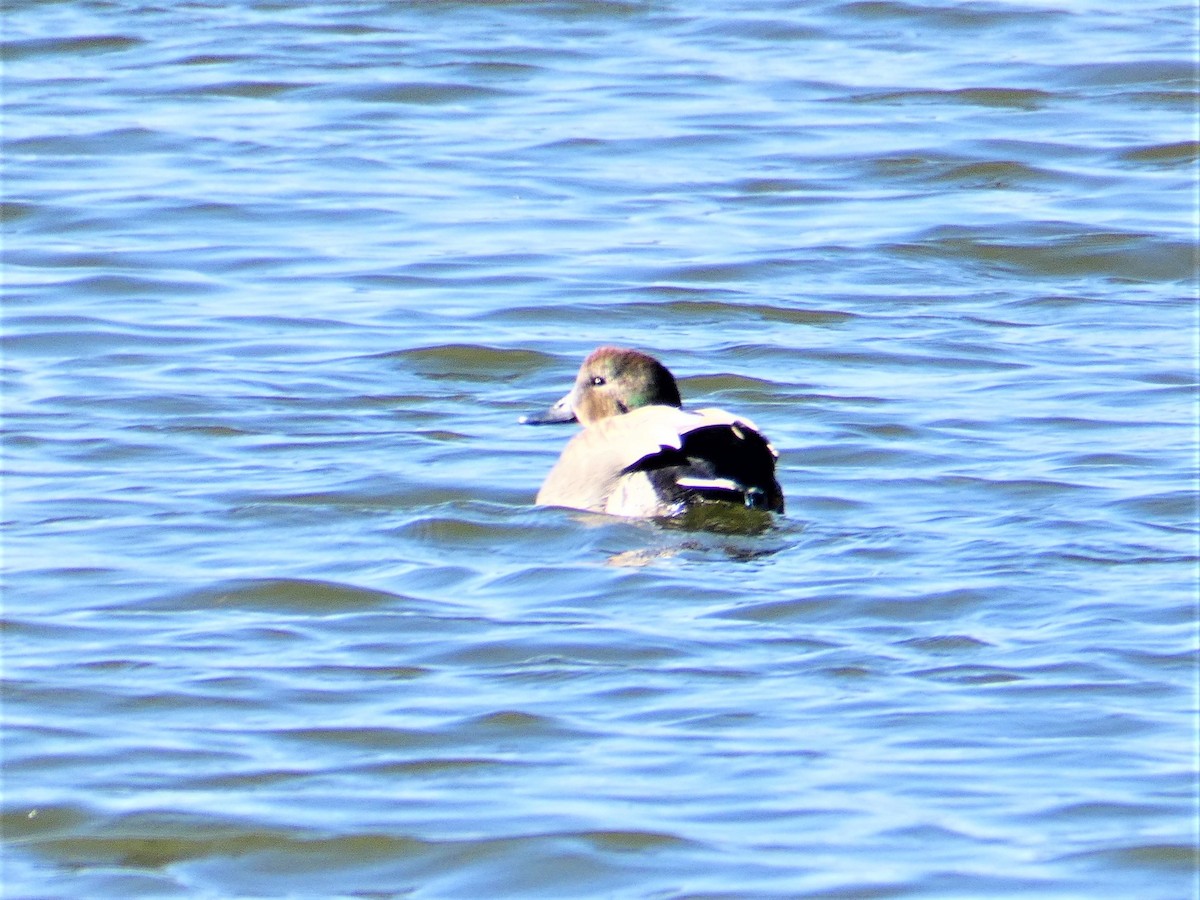 Gadwall x Falcated Duck (hybrid) - ML623518245