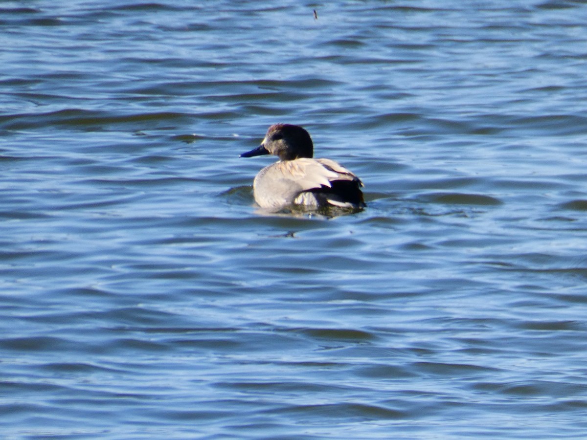 Gadwall x Falcated Duck (hybrid) - ML623518246