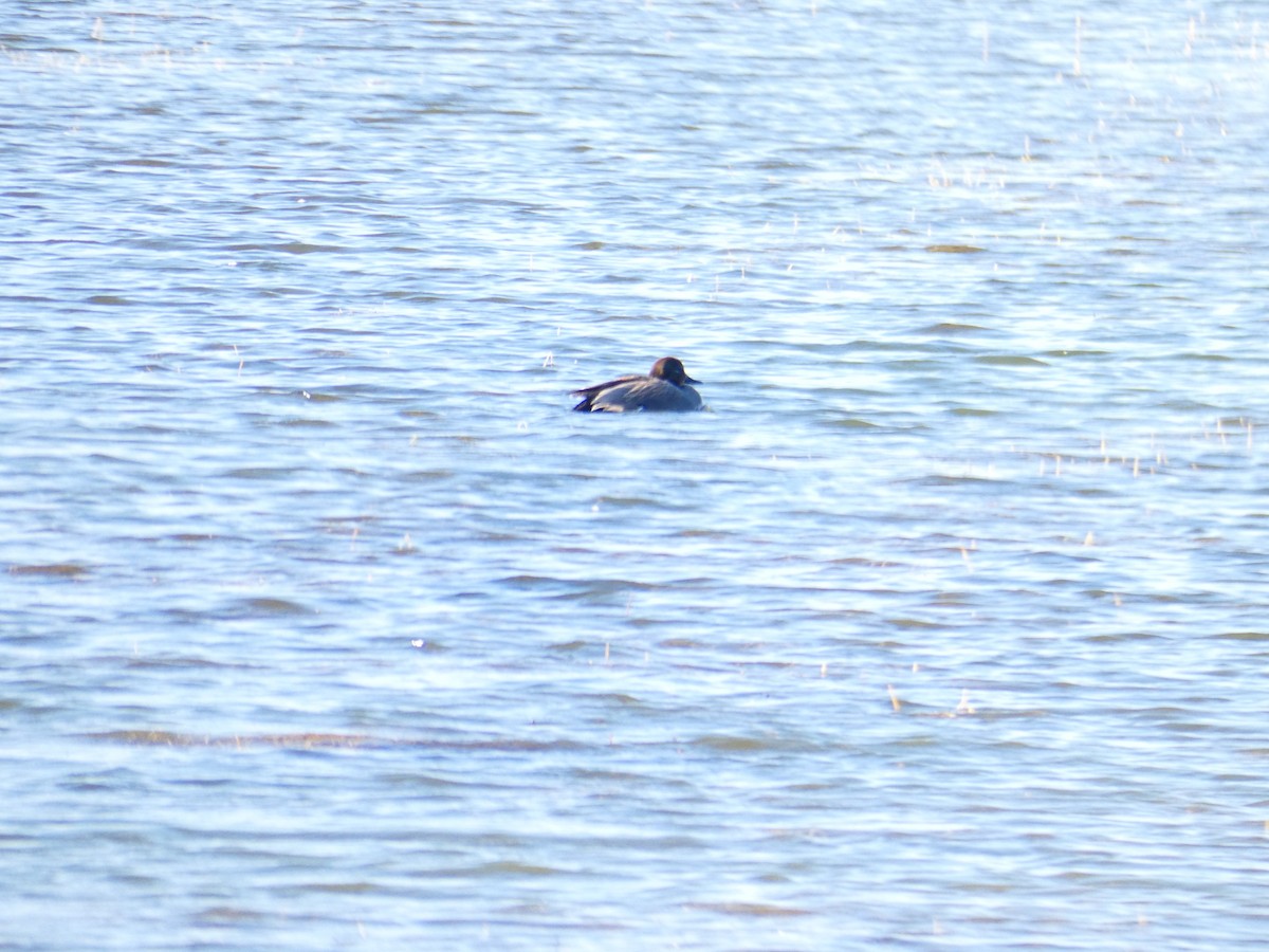 Gadwall x Falcated Duck (hybrid) - ML623518247